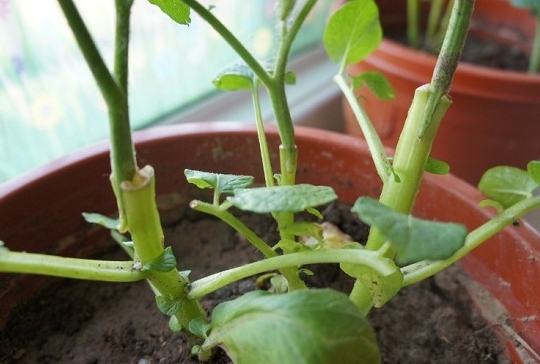 植物嫁接技术