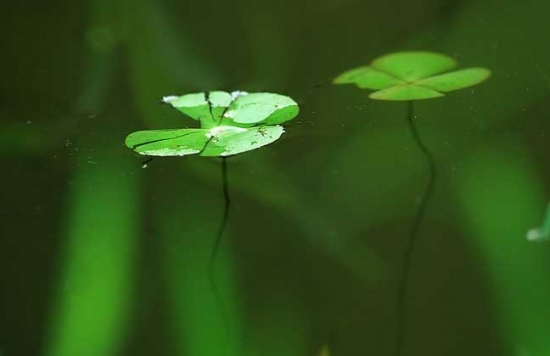 浮萍是什么意思