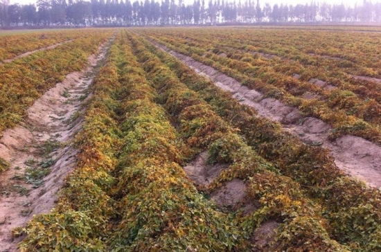 山药豆怎么种：山药是无性繁殖的，很多时候都是靠地下块茎进行繁殖