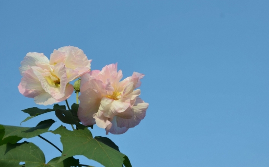 芙蓉花的花期：一般在8月-11月间