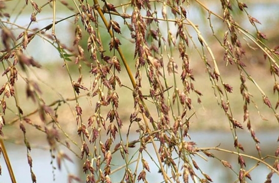 竹子开花