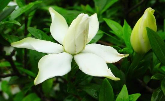 栀子花种子什么时候发芽