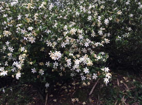 栀子花种子什么时候发芽