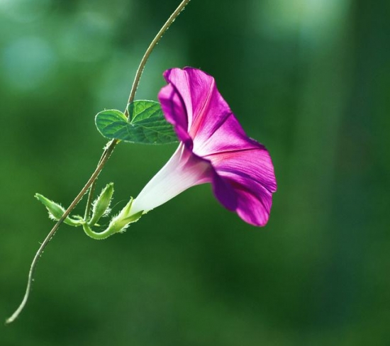 牵牛花