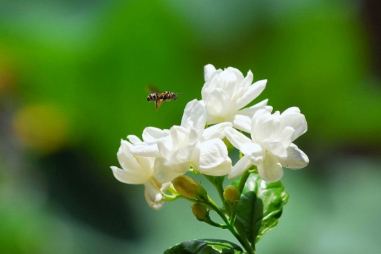 茉莉花