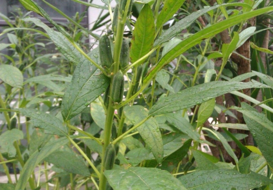 黑芝麻的种植方法