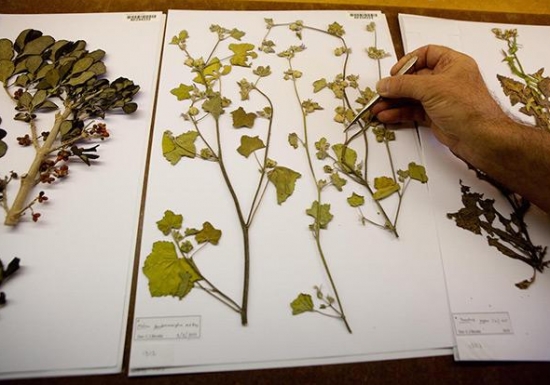 植物标本的制作方法