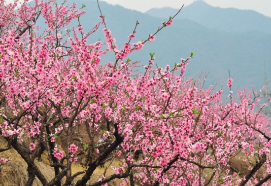 桃花