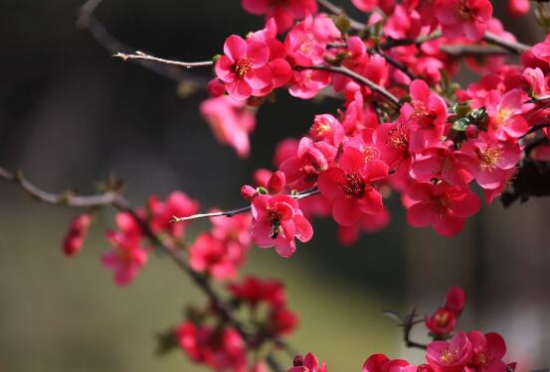 海棠花什么时候开，农历3月到5月/一年只开一次花