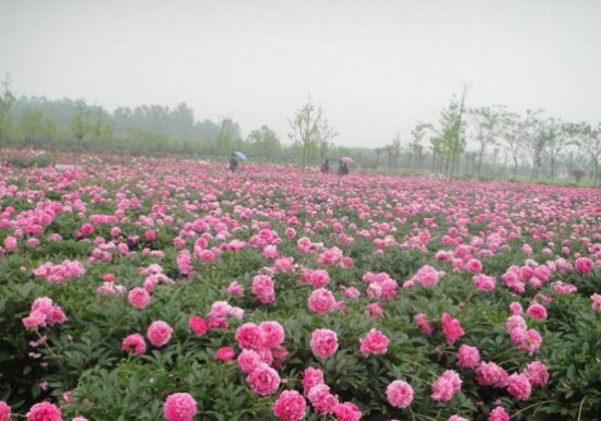 为什么家里不能种芍药，种芍药会倒霉只是谣言