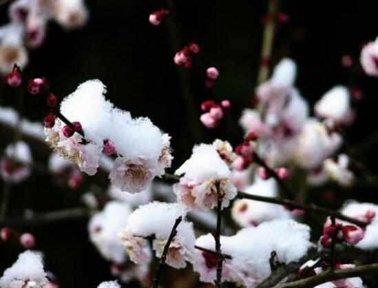 花中四君子是什么，梅花/兰花/竹叶青花/菊花