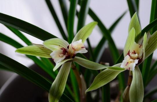 花中四君子是什么，梅花/兰花/竹叶青花/菊花