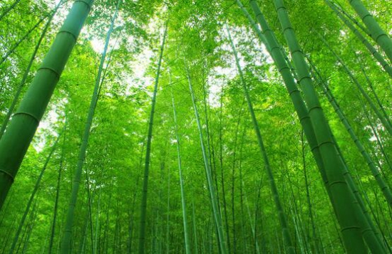 花中四君子是什么，梅花/兰花/竹叶青花/菊花