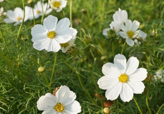 花中四君子是什么，梅花/兰花/竹叶青花/菊花