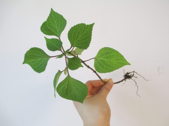 紫苏是什么，生存力超强的草本植物/可食用可入药