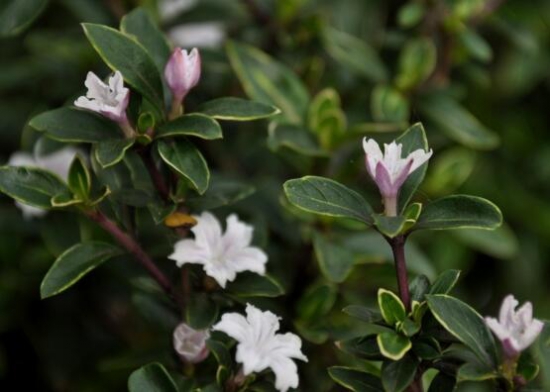 六月雪什么时候开花，6月开得最旺盛/花期5—7月