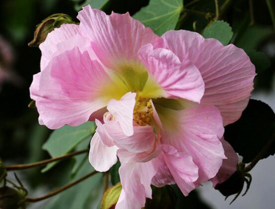 木芙蓉花什么时候开花，花期在9—11月