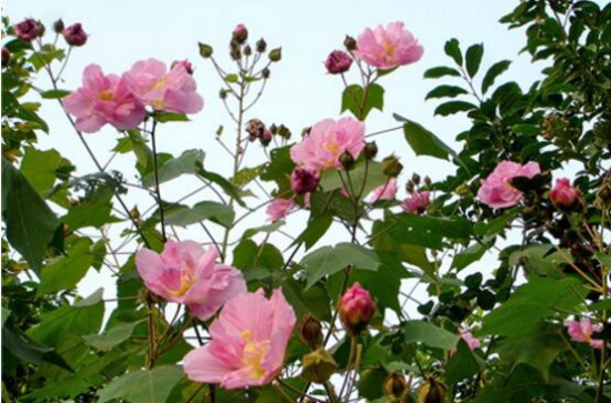 木芙蓉花什么时候开花，花期在9—11月