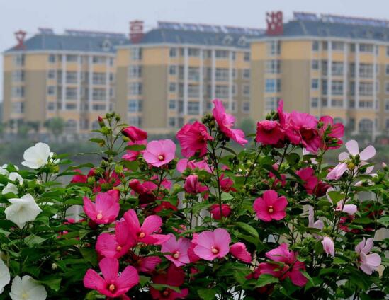 木芙蓉花什么时候开花，花期在9—11月