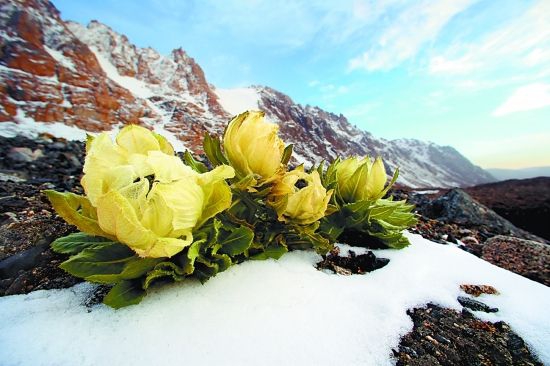 天山雪莲怎么吃，可做茶/酒/汤/价值上万