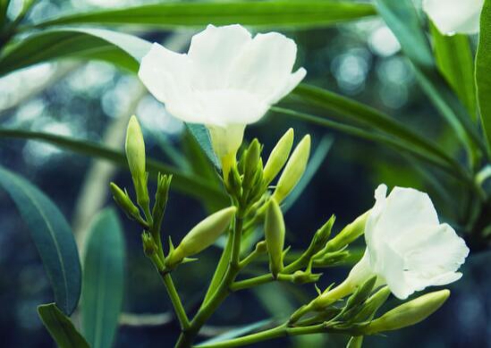 栀子花什么时候开花，栀子花花期在5～8月/6月底最旺盛