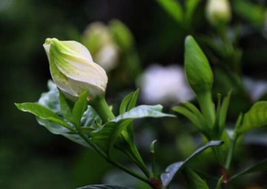 栀子花什么时候长花苞，栀子花不长花苞怎么办