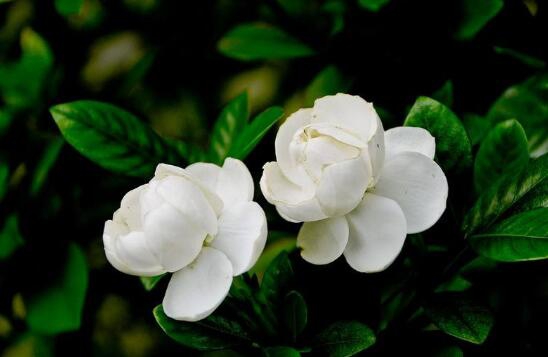 栀子花什么时候长花苞，栀子花不长花苞怎么办