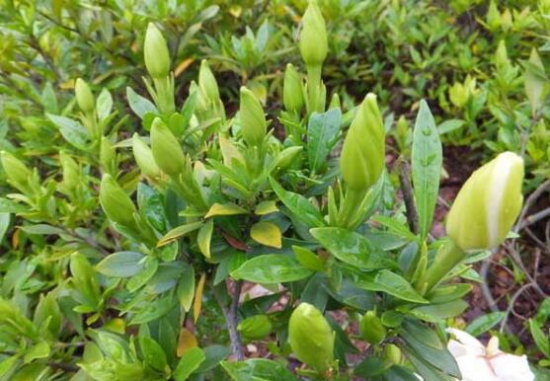 栀子花什么时候长花苞，栀子花不长花苞怎么办