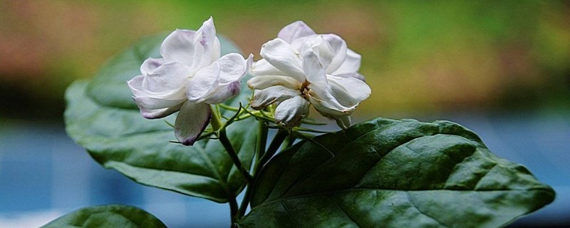 茉莉一盆养几棵