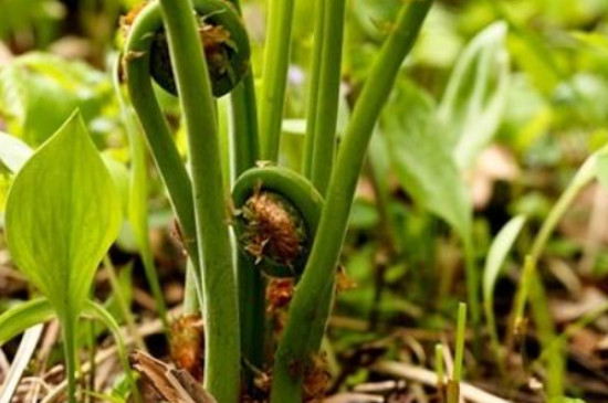 藻类植物,苔藓植物和蕨类植物的繁殖方式