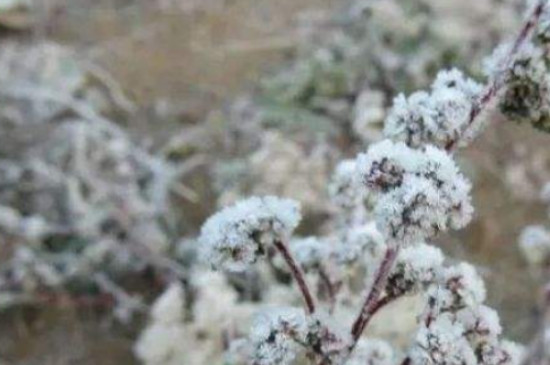 霜降了是不是把花从院中搬到屋里呢?