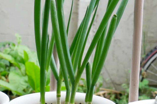 香葱种植技术和管理方法