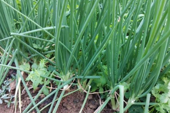 香葱种植技术和管理方法