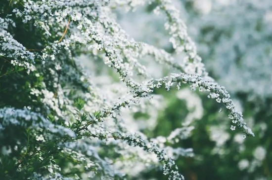 雪柳喜阴还是喜阳