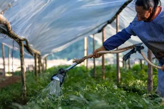 重楼的种植方法