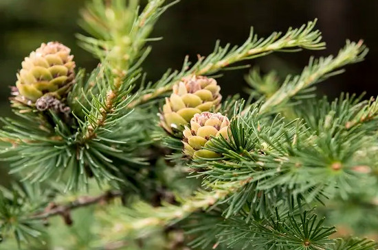 常见的10种裸子植物