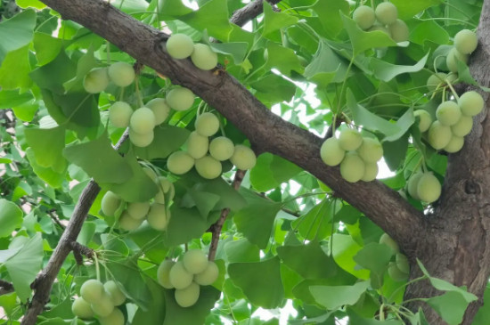 常见的10种裸子植物