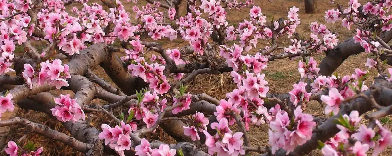 桃树先开花还是先结果?