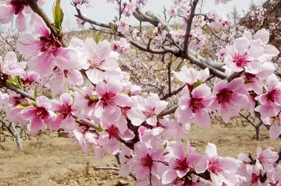 桃树先开花还是先结果?