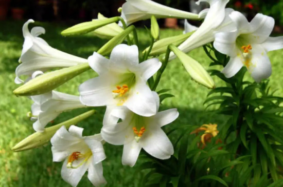 百合花象征着什么