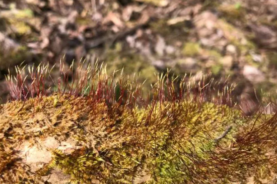 苔藓植物有几种