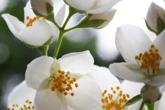 水仙花可以放在卧室吗