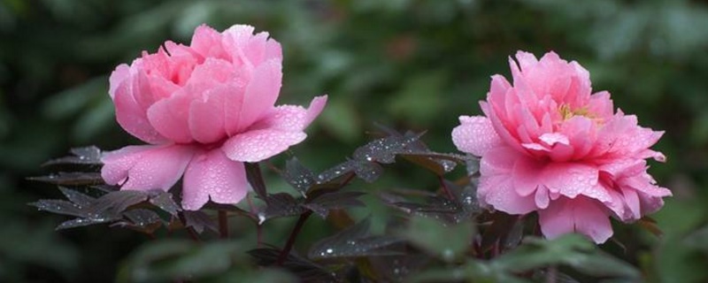 牡丹花花语和寓意