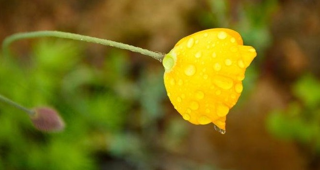 蓝色花瓶配什么颜色花