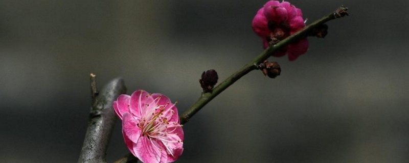 干支花买回来怎么养