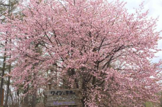 樱花树什么时候移栽成活率高