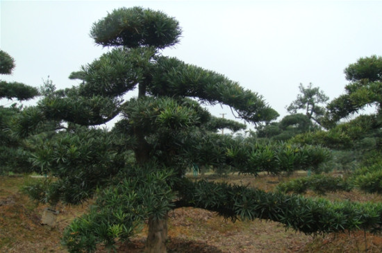 罗汉松开花要摘除吗