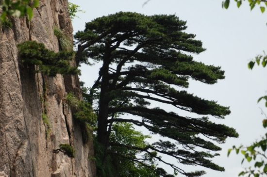 松树的花语是什么