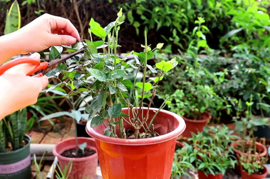 茉莉花种植方法与技巧