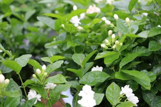 茉莉花种植方法与技巧